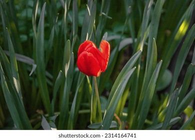 Beautiful red tulips among the green foliage. Tulip flowers with dark red petals. Colorful tulips bloom in spring. Spring background with red tulip flowers. - Powered by Shutterstock