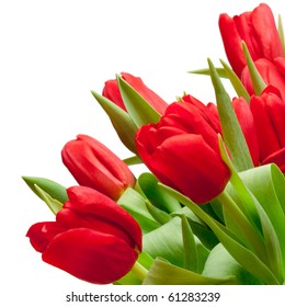 beautiful red tulips in bag