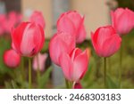 Beautiful red tulips with blurry background, medium close-up lanscape