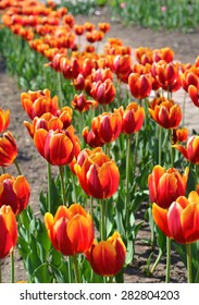 Beautiful Red Tulips In Nature, Colorful Flowers, Vertical Image