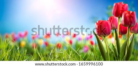 Beautiful red tulips on sunny meadow 