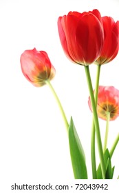 Beautiful Red Tulips On White Background