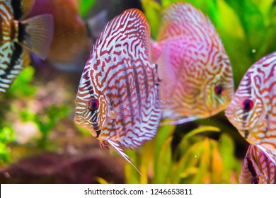 beautiful red turquoise discus fish in closeup with 2 other discus fishes in the background, a tropical cichlid fish from the amazon basin