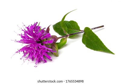 A Beautiful Red Violet Bergamot Flower Isolated On A White Background