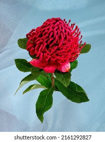 Beautiful Red Waratah (Telopia speciosissima) fresh flower bloom with green leaves close up isolated on a Light blue coloured background.  New South Wales Floral Emblem, and Icon. Australian native 