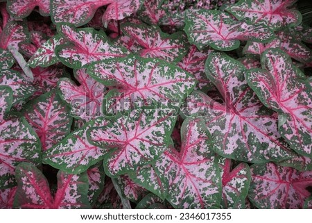 Beautiful red, white and green speckled leaves of Caladium Carolyn Whorton