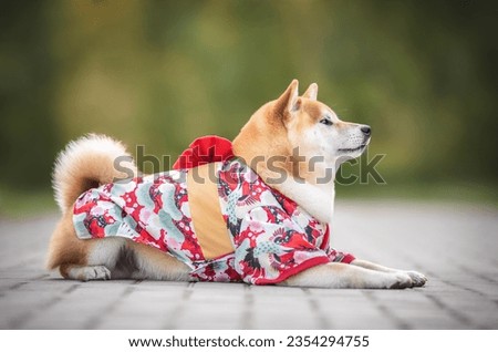 Beautiful red white japanese shiba inu dog in kimono with red bow on the back laying sideways on a stone tile in morning sunny summer park on the background of light green trees