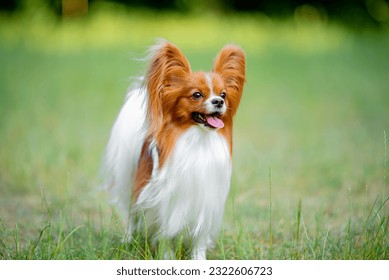 Beautiful red and white papillon portrait, blurred background on the spring grass