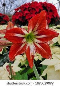 Beautiful Red And White Pointsettia