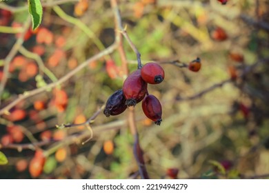 Beautiful Red Wild Rosehip In The Bushes