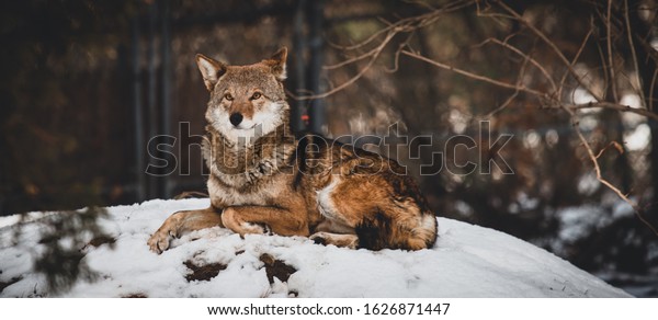 beautiful red wolf in the snow\
