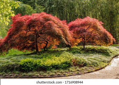 Beautiful Red And Yellow Japanese Maple Trees In Afternoon Sun.