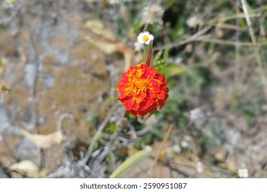 Hermosa flor caléndula roja