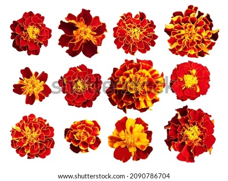 Beautiful red yellow marigold flowers set isolated on white background. Natural floral background. Floral design element