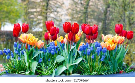 Beautiful Red And Yellow Tulips And Blue Muscari Flowers In Big Flowerpots In Spring Park.