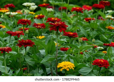 Xenia Flower Images Stock Photos Vectors Shutterstock