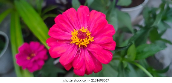 Beautiful Red Zinnia Flower, This Flower Has A Very Thin And Stiff Flower Crown Similar To A Sheet Of Paper That Blooms In My Garden.