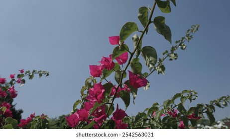 beautiful red-coloured garden flowers in sunlight - Powered by Shutterstock