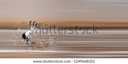 Similar – Image, Stock Photo bird Eating Beautiful