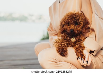 Beautiful Redhead Dog Toy Poodle Sitting On Woman Hands Outdoors