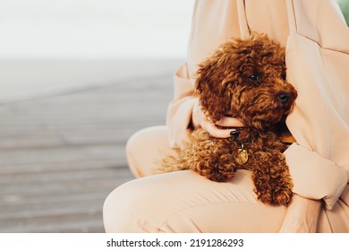 Beautiful Redhead Dog Toy Poodle Sitting On Woman Hands Outdoors