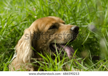 Similar – Dog in the grass, looking for something?