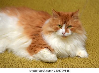 Funny Cats Fat Images Stock Photos Vectors Shutterstock
