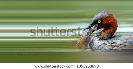 Similar – Great crested grebe displaying mating feathers on water