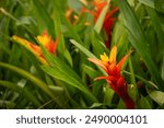 Beautiful red-orange bromeliad flower and green leaves.