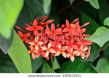 Beautiful red-orange Ixora flowers grown in a public garden of Singapore Cancer Centre on 24 Nov 2023.