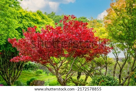 beautiful reds of an acer rubrum (Sun valley) in early summer