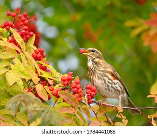 A beautiful Redwing (Turdus iliacus) feeding on Rowan tree berries - Powered by Shutterstock