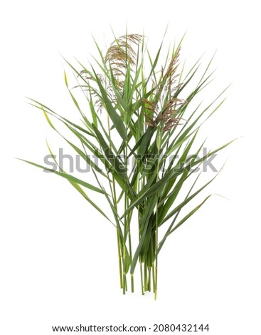 Beautiful reeds with lush green leaves and seed heads on white background