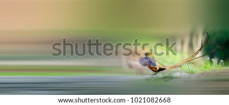 Similar – Great crested grebe displaying mating feathers on water