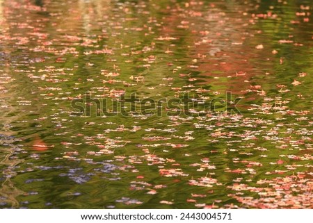 Beautiful reflection with autumn leaf in water. Colourful fall leaves in pond lake water, floating autumn leaf. Fall season leaves in rain puddle.