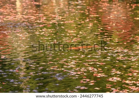 Beautiful reflection with autumn leaf in water. Colourful fall leaves in pond lake water, floating autumn leaf. Fall season leaves in rain puddle.