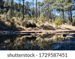 Beautiful reflection of the forest
