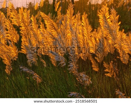 beautiful reflection of setting sun in the kash flower,hooghly, westbengal, india