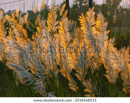 beautiful reflection of setting sun in the kash flower,hooghly, westbengal, india