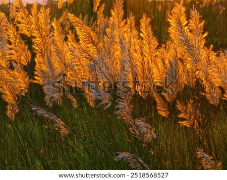beautiful reflection of setting sun in the kash flower,hooghly, westbengal, india