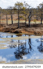 Beautiful reflection of slender pine trees and blue sky with white clouds in a still water pool within a wild wetland ecosystem.