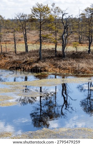 Beautiful reflection of slender pine trees and blue sky with white clouds in a still water pool within a wild wetland ecosystem.