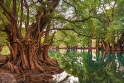 Beautiful Reflection Of Trees At The Camecuaro Lake National Park In Michoacan, Mexico		
