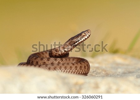 Similar – Image, Stock Photo brown Vipera berus close up