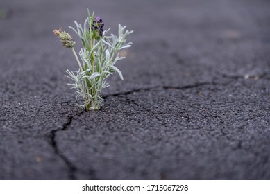 Beautiful Resilient Flower Growing Out Of Crack In Asphalt 