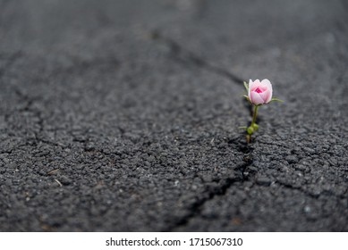 Beautiful resilient flower growing out of crack in asphalt 