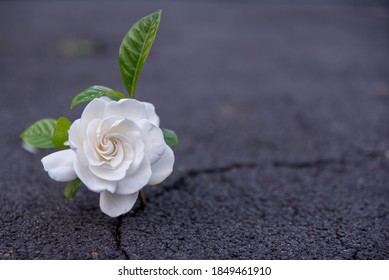 Beautiful Resilient Flower Growing Out Of Crack In Ground 