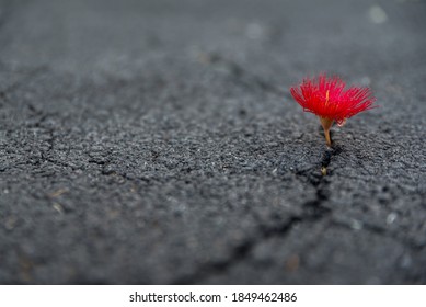 Beautiful Resilient Flower Growing Out Of Crack In Ground 