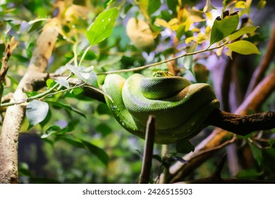 Beautiful resting green python on a branch of tree.