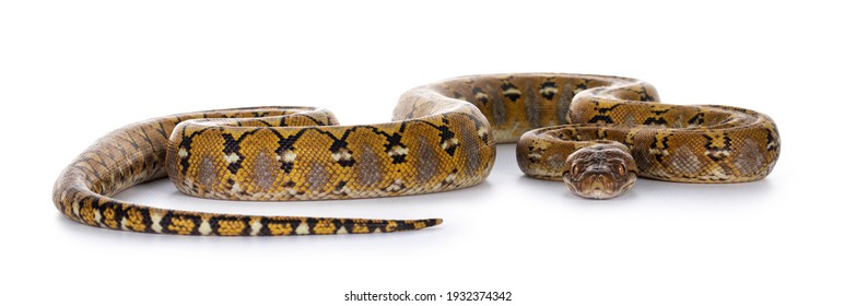 Beautiful Reticulated python aka Malayopython reticulatus snake in color platinum. Isolated on white background. - Shutterstock ID 1932374342